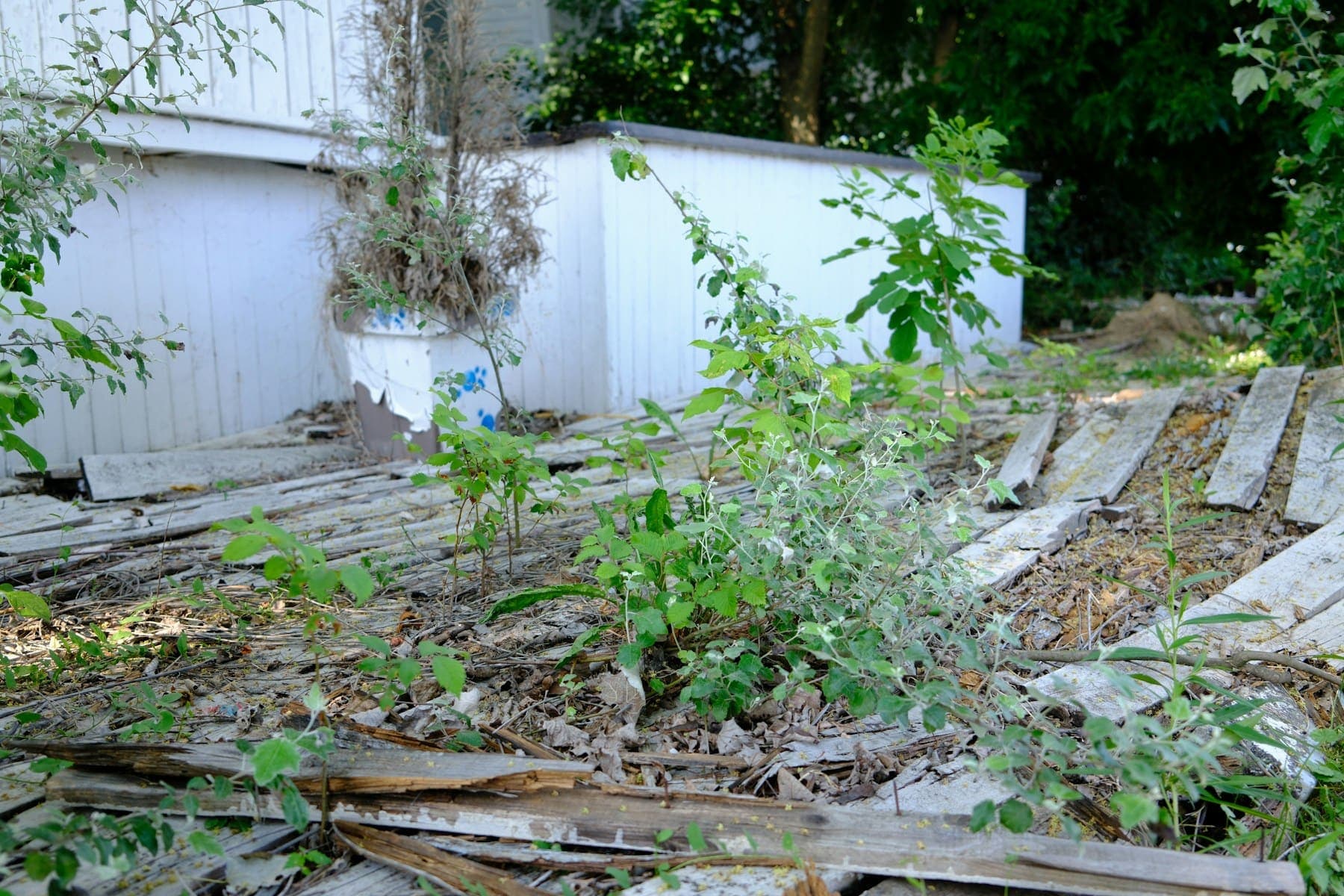 Overgrown yard with scattered timber and weeds
