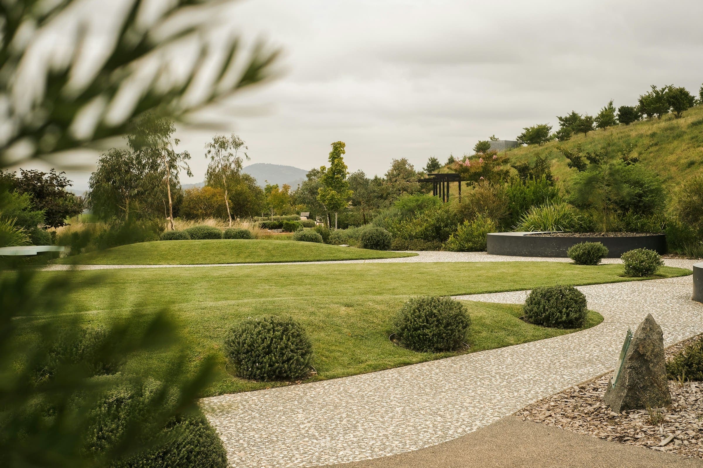 Sweeping lawn with a curved gravel path, clipped shrubs and mature planting